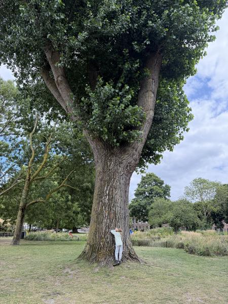 A person is seen embracing the massive trunk of a grand, leafy tree in a serene park setting